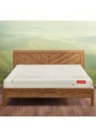 Duroflex Kaya 6 inch Organic Cotton Fabric Single Size Latex Foam Mattress (Green, 75 x 36 inch)